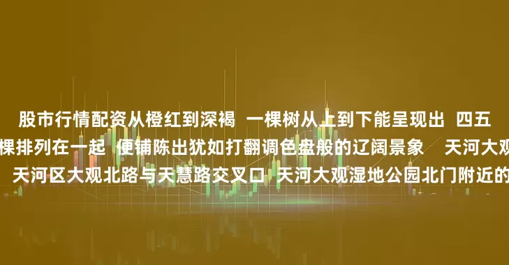 股市行情配资从橙红到深褐 一棵树从上到下能呈现出 四五种颜色的自然渐变 成千上万棵排列在一起 便铺陈出犹如打翻调色盘般的辽阔景象 天河大观湿地公园 📍地址:天河区大观北路与天慧路交叉口 天河大观湿地公园北门附近的这片落羽杉林 地面有坡度 林间分布着池塘 林中架设了木栈道 处处都能拍出极具文艺感的照片 其他观赏点推荐 帽峰山森林公园 📍地址:白云区头陂帽峰路168